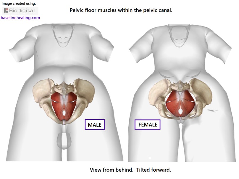 Male and Female Pelvic Floor From Behind